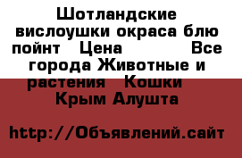 Шотландские вислоушки окраса блю пойнт › Цена ­ 4 000 - Все города Животные и растения » Кошки   . Крым,Алушта